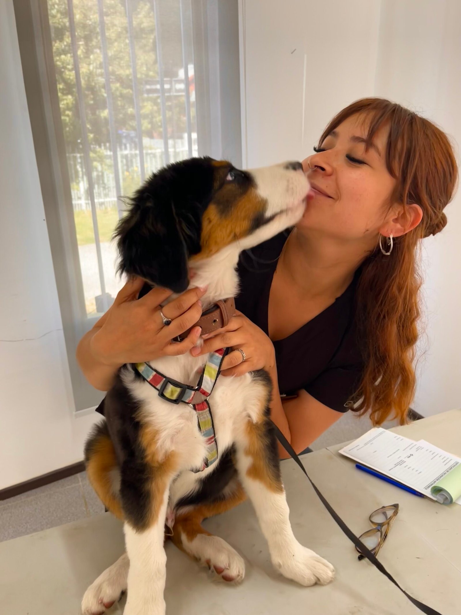 Consulta + 2 Vacunas + Implantación de Microchip